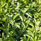 9 Things To Know About Sugar Substitute Stevia
