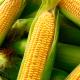 Kernel Of Truth: 8 Key Reasons To Eat Corn