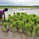 Punjab Rice...