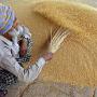 India's Wheat And Rice Reserves Exceed Buffer...