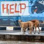 Stray dog bites 40 people in 2 hours in...