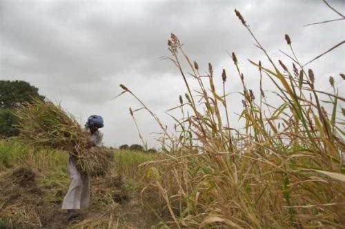 A farmer harvests partially damaged crop due to lack of rain at Sami village in of Gujarat.