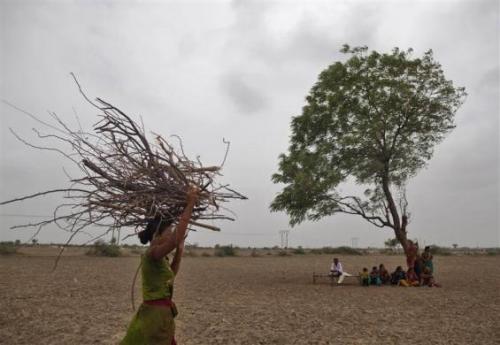 A village woman carries firewood as others rest under a tree after they migrated due to shortage of water on the outskirts of Sami town in Gujarat.