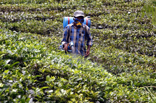 A tea garden worker sprays insecticide at the Durgabari tea garden estate on the outskirts of Agartala.