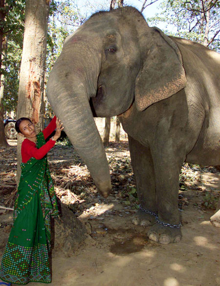 Parvati Barua, the only woman elephant-catcher in Asia, pats her pet.
