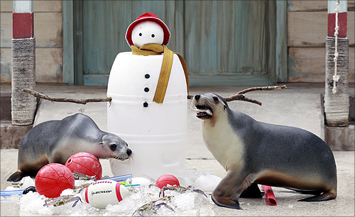 Seals enjoy Christmas treats left next to an artificial snowman at Taronga zoo in Sydney.
