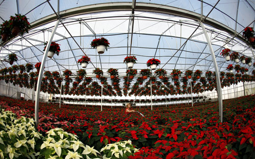 A worker waters poinsettia plants at the Serre des Iles greenhouse in Levis.