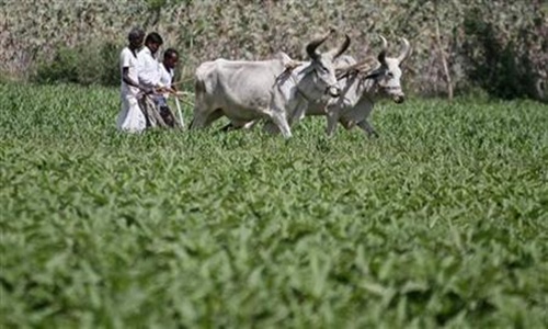 Farmers work in their guar field at Shinoli village in Gujarat.