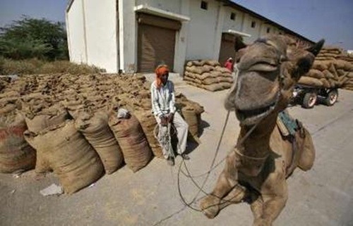 A herdsman rests on sacks filled with rice next to his camel at an agriculture produce marketing committee yard at Sanand.