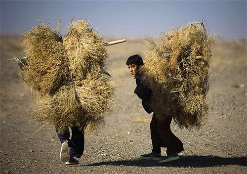 Afghan boys carry dried twigs while walking in a desert near Herat.