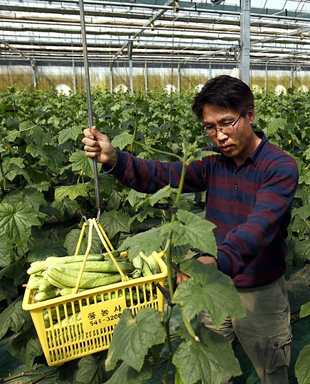 Suh Jeong-deok, a former head researcher for Hanwha Chemical Corp, works at his cucumber farm in Sangju, about 270 km (168 miles) southeast of Seoul.