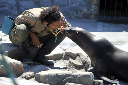 Bam bam, a 16-month-old sea lion rescued a year ago from the city's sea shore, plays with a worker at the Parque de las Leyendas Zoo in Lima.