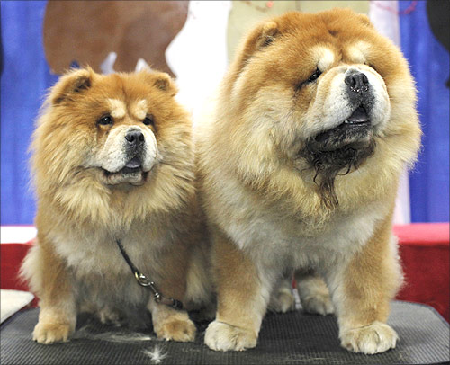 Quixote, 6, and Ashley (L), 4, of the Chow Chow breed, are displayed at their stand during the American Kennel Club's (AKC) Meet the Breeds event in New York.