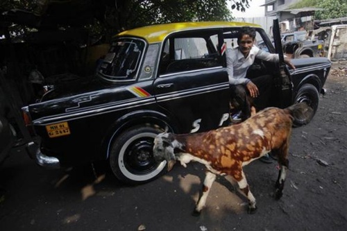 A goat walks past a mechanic sitting inside a Premier Padmini taxi before it's scrapped at a scrap yard in Mumbai.