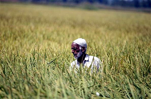 A Kashmiri man works in his paddy field in Srinagar.