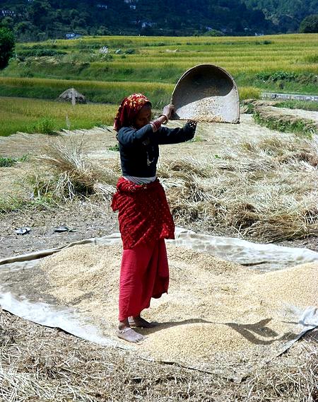 Rice winnowing, Uttarakhand, India.