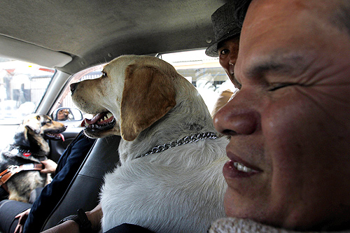 Juan Perez (R) accompanied by his guide dog Isac and Jane Cosar and her guide dog Cubbe travel in a taxi in Lima.