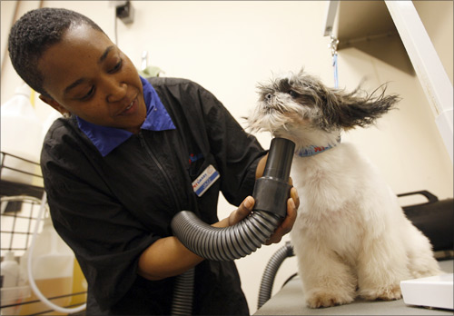 Jasmine Dugas blow dries a dog after it was bathed at a PetSmart PetsHotel and Doggie Day Camp in Los Angeles.