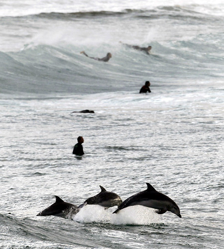 Surfers wait for waves as dolphins leap in the waters of Bondi Beach in Sydney.