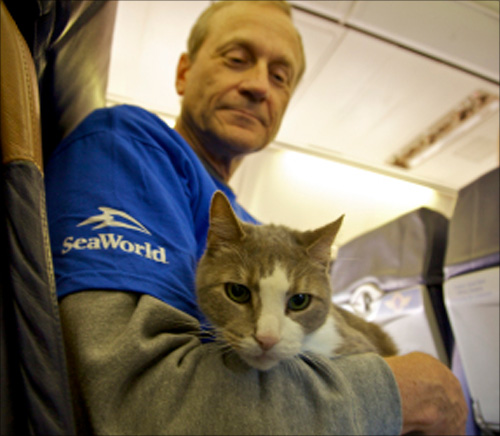 Hurricane sandy affected animals flown to safe haven on Southwest Airlines charter flight.