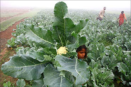 A farmer and his family work at their cauliflower field amid dense fog.