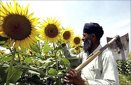 Kashmir Singh, 56, a farmer, inspects his sunflower crop in a field at Dharar village.