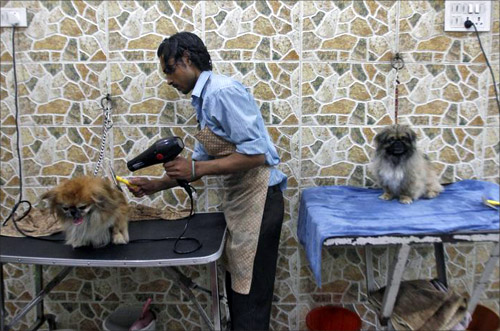 A groomer blow dries a dog after it was bathed at a pet grooming salon in New Delhi.