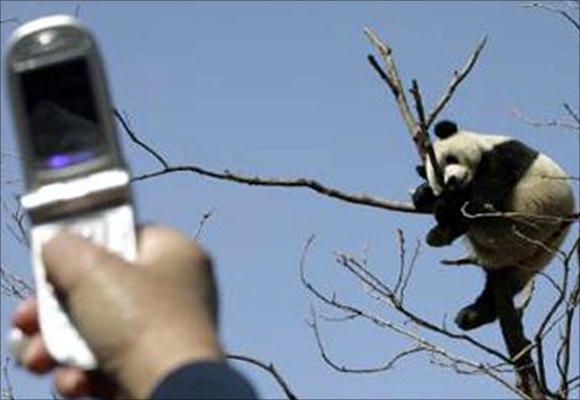 A visitor uses a mobile phone to take a photo of a giant panda sleeping in a tree in Beijing Zoo.