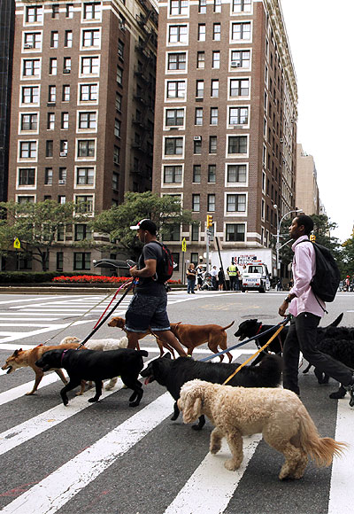 Dog walkers walk across a street while walking down Park Avenue in the upper east side of New York.