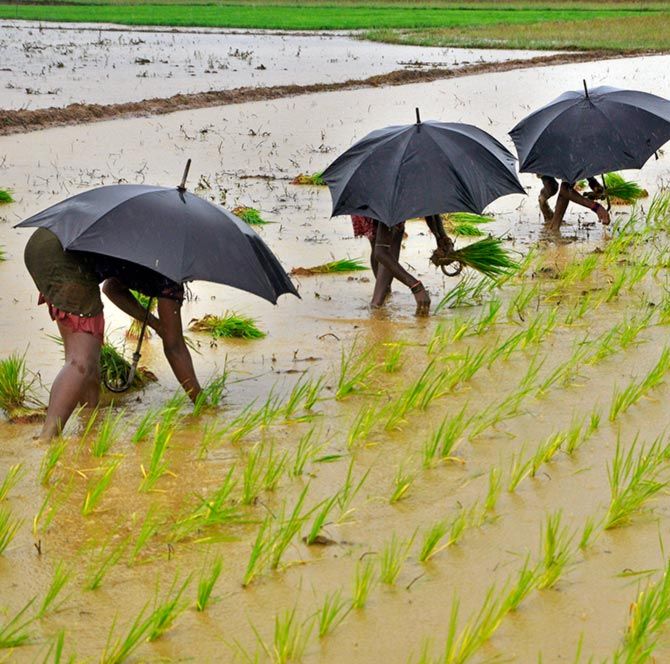 Labourers plant saplings in a paddy field on the outskirts of the eastern Indian city of Bhubaneswar.