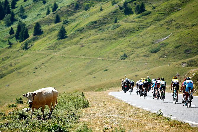 Riders pass a cow on the side of the road during the descent of the Col du Tourmalet during stage eleven of the 2015 Tour de France, a 188 km stage between Pau and Cauterets, on July 15, 2015 in Cauterets, France