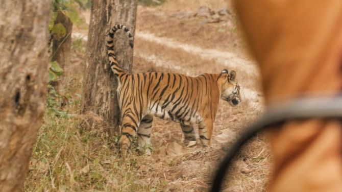 South Africa visit tiger
