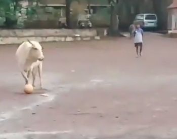 Cow playing football