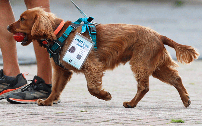 Southampton curator Simon Lee's dog Winston