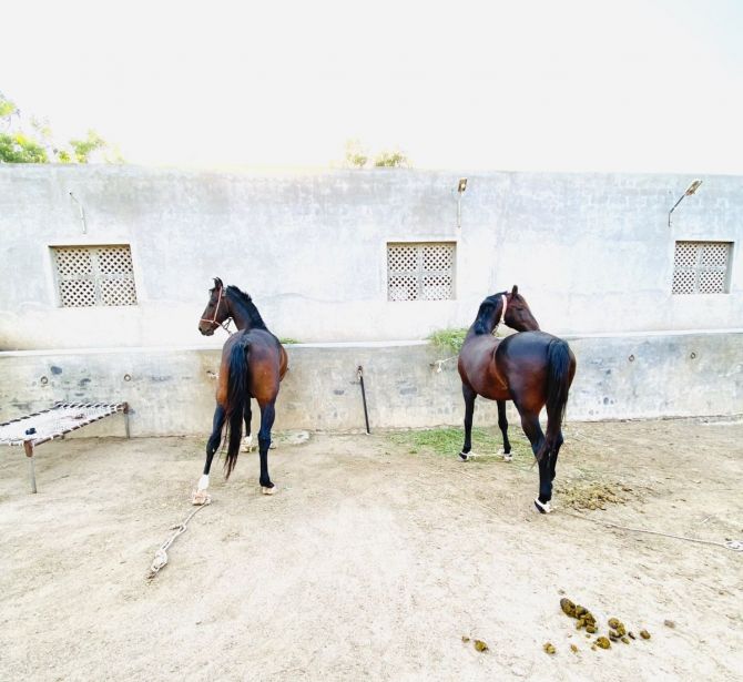 Horses at Ravindra Jadeja's farmhouse