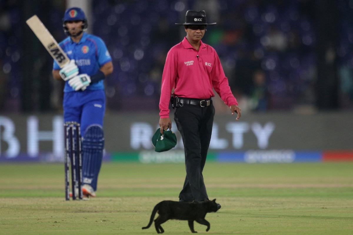 A cat putters around the field during the Champions Trophy match between Afghanistan and South Africa in Karachi on Friday