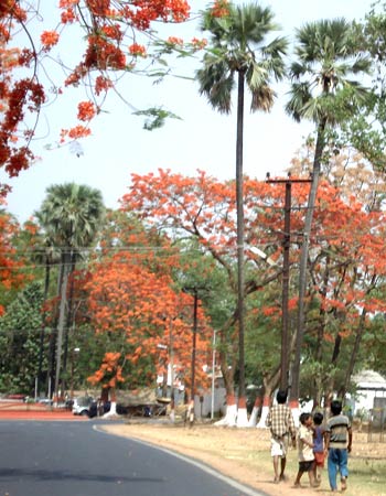 As the mercury soars, traffic thins under the Gulmohar trees in the city's ministerial enclave