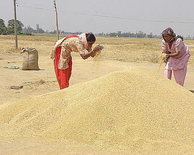 Women sift grain near a farm in Ajnala