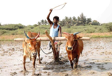 Muthu, like most farmers, is a worried man