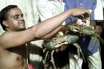 A priest conducts a marriage between two crabs in Chennai.