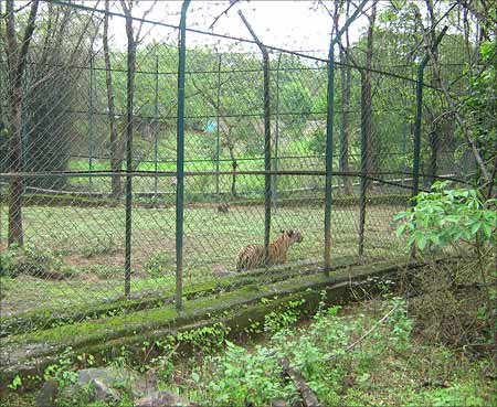 A tiger paces along a fenced-in area of the park