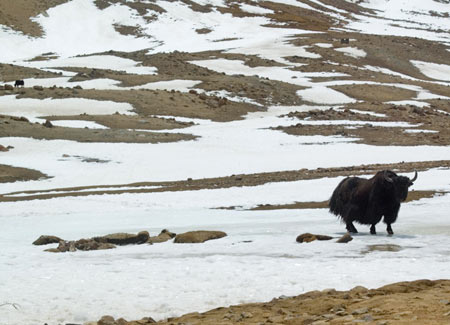 The shy yak turned away from the cameras