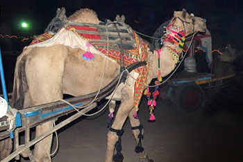 The fair is the largest Indian camel market