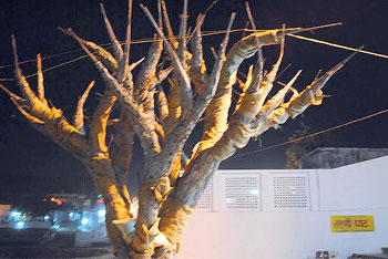 Sacred tree at Tarni Ghat. Pushkar is one of the 5 sacred dhams in India.