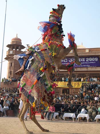 Camel dance and acrobatics competition
