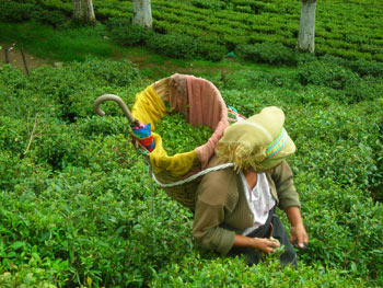 A taste of India in the tea gardens