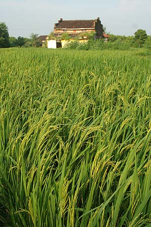Paddy field in Raigad district