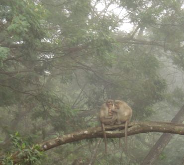 Monkeys in the mist