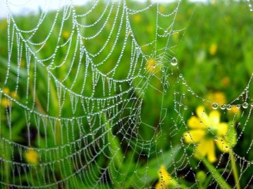 Unusual monsoon pics: The spider's necklace