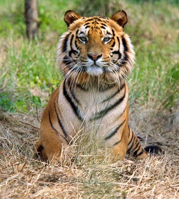 A Royal Bengal Tiger at Jaldapara Wildlife Sanctuary in West Bengal.